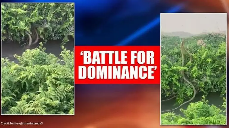 Video shows rat snakes battling for dominance, netizens say 'romantic mode not fighting' Video shows rat snakes battling for dominance, netizens disagree