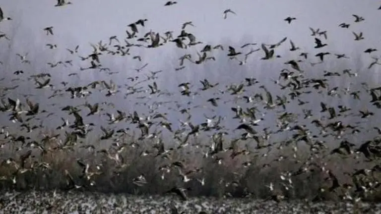 Census of migratory birds in 13 wetlands of Kashmir begins