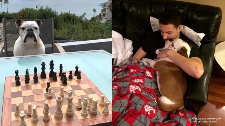 Klay Thompson shares IG story of playing chess with his dog Rocco, fans show wrong move klay thompson