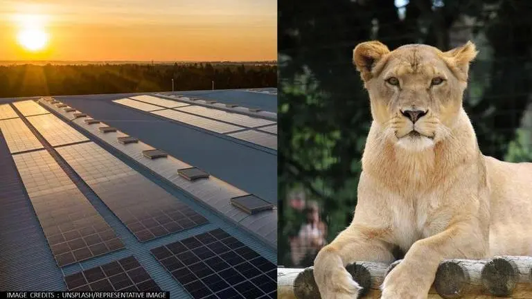 Giant solar farm in shape of a lion to power Britain's Whipsnade zoo Solar farm