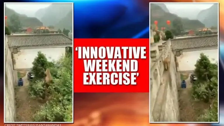 'High-tech' monkey devises unique method to jump from tree to building; Watch 'High-tech monkey' devises unique method to jump from tree to building. Watch