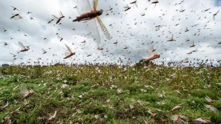 Locust invasion targets Kenya's bread basket