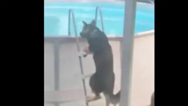 Cute dog learns how to take a dip in the pool, video goes viral; Watch Dog