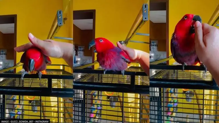 Gucci, the parrot miraculously imitates iconic iPhone ringtone like a pro; Watch Gucci