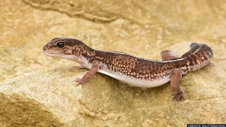 African Gecko made transcontinental journey across Atlantic Ocean centuries ago: Study gecko