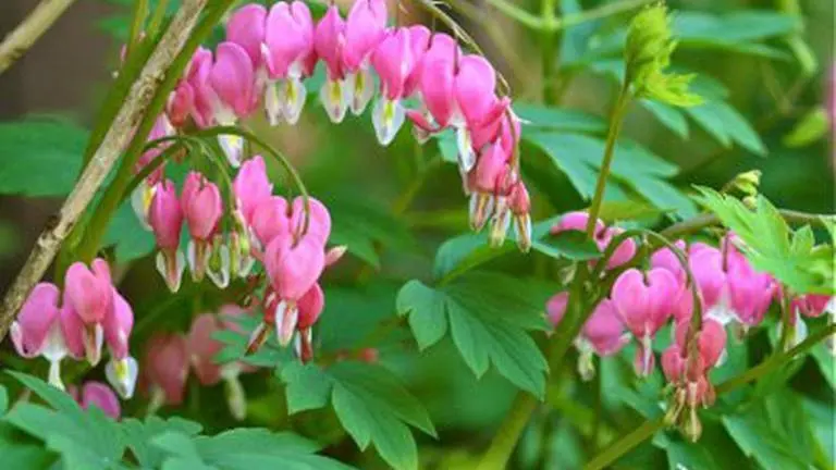 Few in Rio attend burials, take flowers to deceased moms on Mother's Day