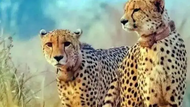 'It does not present good picture', SC's concern over rising cheetah deaths 'It does not present good picture', SC's concern over rising cheetah deaths