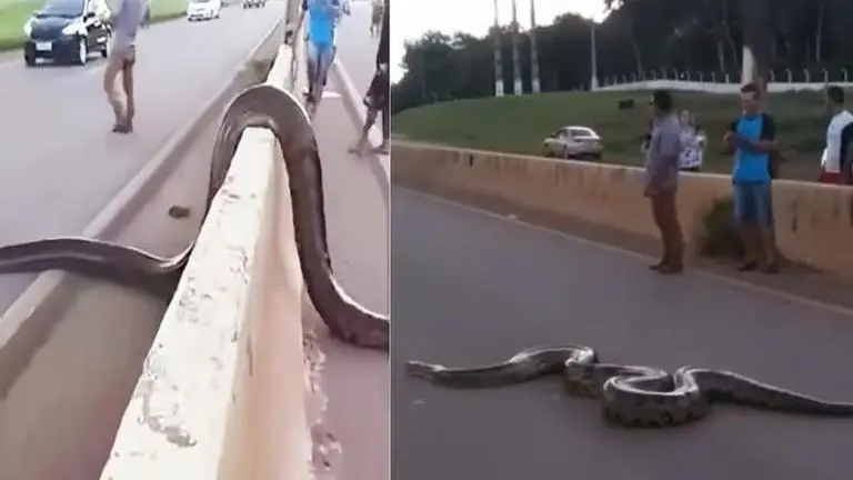 Giant anaconda halts traffic in Brazil, gets human help to cross road | Watch video Brazil