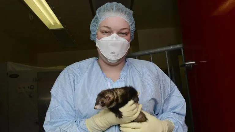 Monkeys, ferrets offer needed clues in COVID-19 vaccine race Monkeys, ferrets offer needed clues in COVID-19 vaccine race