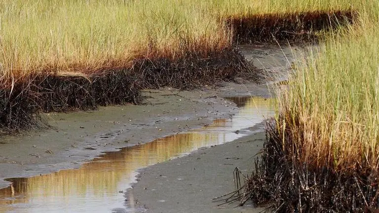 $215M in BP oil spill money to restore Louisiana marshes