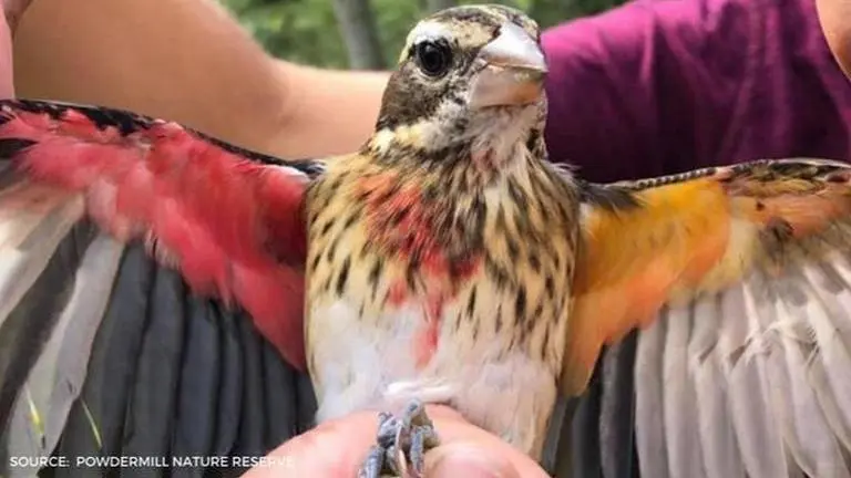 Rare Bird Rose-breasted Grosbeak shows male and female features, spotted in Pennsylvania rare bird