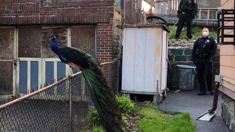 Peacock on the prowl falls for officer's decoy, not love