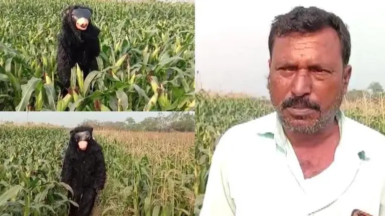 In Telangana, farmer disguises himself as bear to safeguard his crops from monkeys telangana