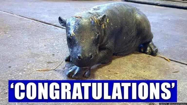 Colchester: Endangered Pygmy hippo calf born at Colchester Zoo