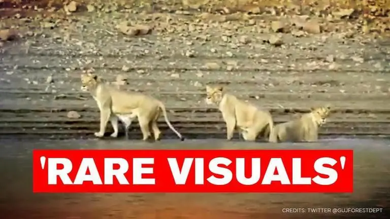 'Pride of Gujarat': Video of lionesses swimming in Gir forest leaves netizens stunned