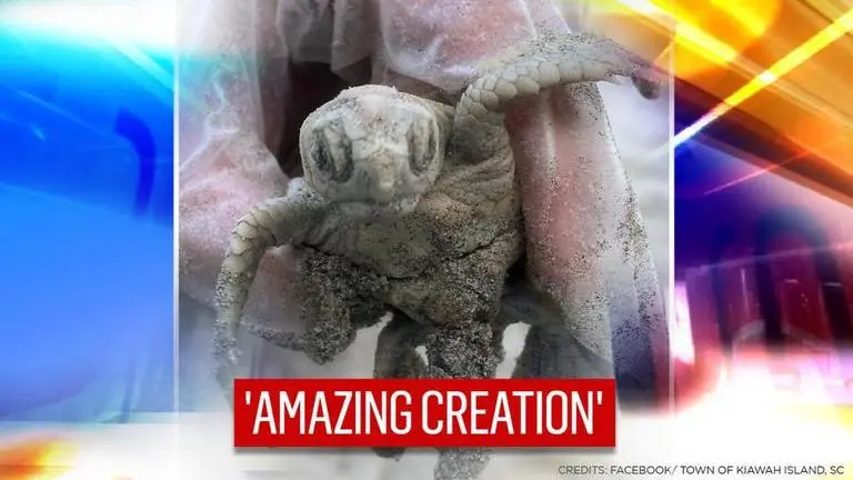 PICS| Rare white sea turtle found on South Carolina beach with genetic condition 'leucism' White sea turtle