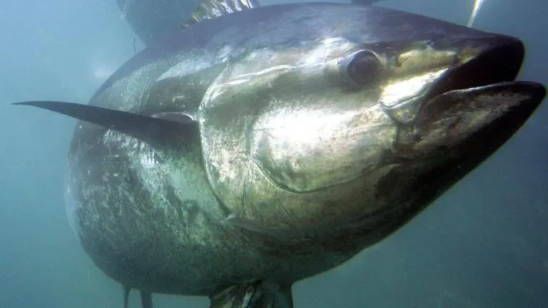 Japan tables proposal seeking an increase in catch limits of Pacific bluefin tuna Japan