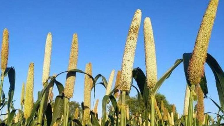 International Year of Millets: 4,000kg 'bhagar' prepared in Maha's ...