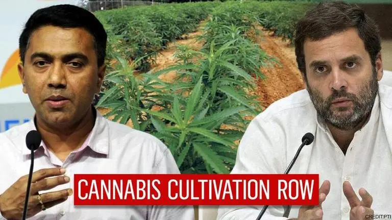Goa CM backtracks on marijuana farming; Congress says 'no jobs but govt wants cannabis' Cannabis cultivation proposal