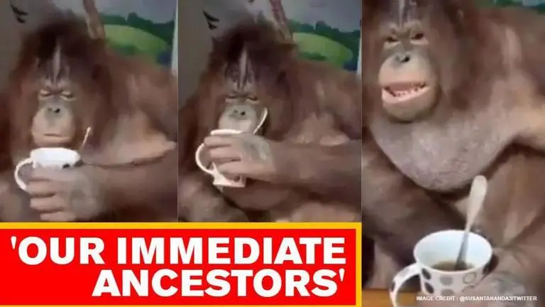 Ape’s reaction after drinking a strong coffee is hilarious; Watch APE