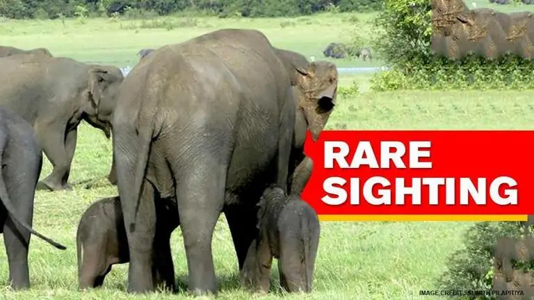 Rare set of elephant twins spotted in Sri Lanka's Minneriya National Park? Video of baby elephants drinking milk from same mother surfaces