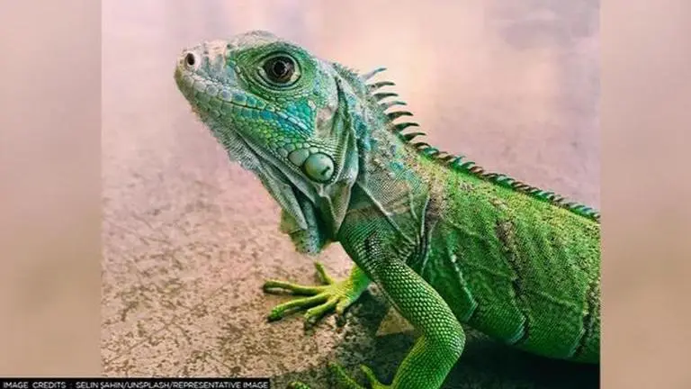 'Lizard on leash': Man takes pet for casual stroll, netizens call it 'real dinosaur' lizard