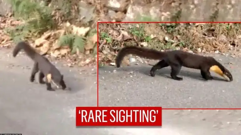 Video: Nilgiri marten spotted wandering in mountains, netizens stunned by 'rare sight' Nilgiri marten spotted wandering in mountains, netizens call it 'rare sight'