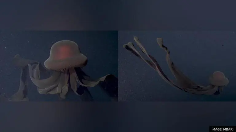 Rare giant, 30-foot-long phantom Jellyfish found by researchers in Monterey Bay Jellyfish