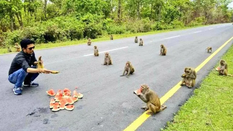Kiren Rijiju shares picture of monkeys practicing social distancing amid COVID-19 kiren Rijiju