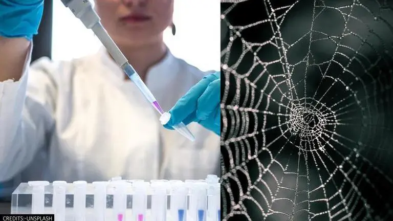 Vegan spider silk a sustainable alternative to single-use plastics: Study Vegan Spider Silk