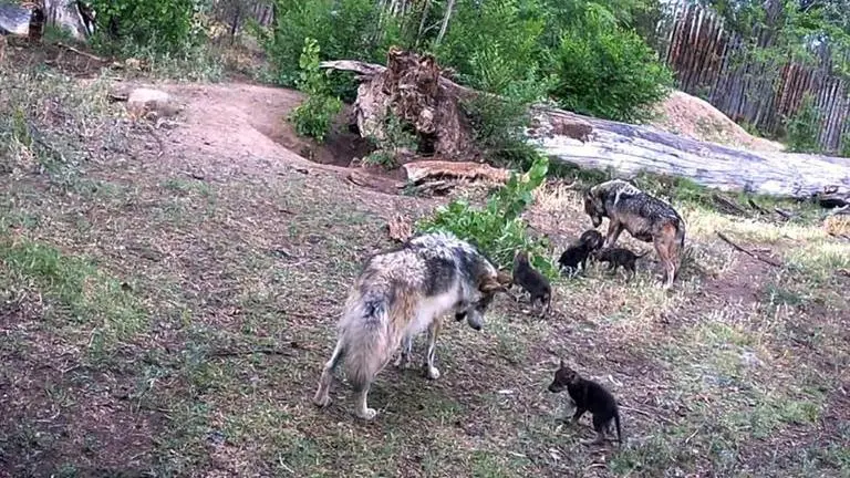 Endangered Mexican wolves welcome 7 pups at Albuquerque zoo Endangered Mexican wolves welcome 7 pups at Albuquerque zoo