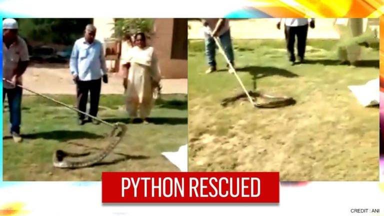 Haryana: 8-foot-long python rescued from a car, later released in deer ...
