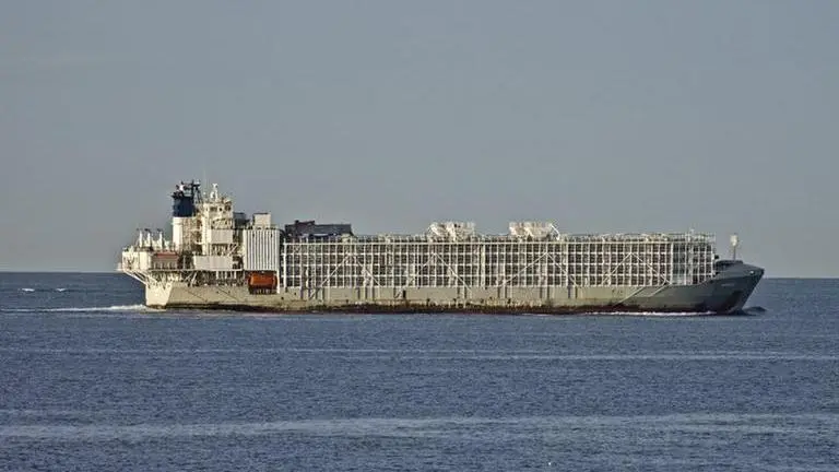 2nd crew member, dead cows found after ship sank off Japan