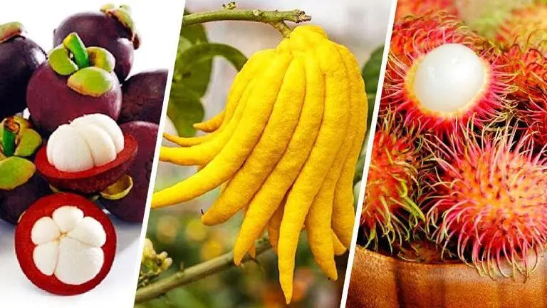 Tadgola, Jungi Jalebi, Bilimbi: Discover India's extraordinary rare fruits Discover India