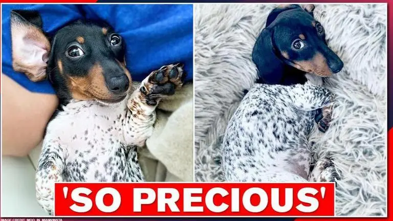 'Beautiful' dachshund puppy leaves netizens awestruck with its unique appearance dachshund puppy