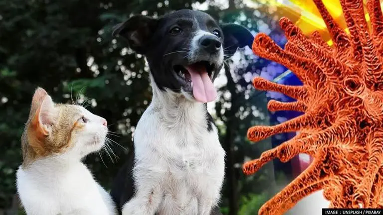 COVID-19: As zoos begin inoculating animals, will your pet need a vaccine too? COVID-19