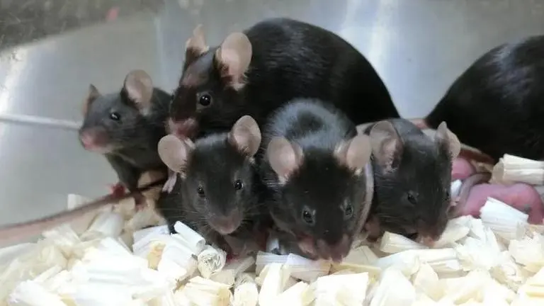 'Healthy' mouse pups born from sperm stored on International Space Station for 6 years mouse