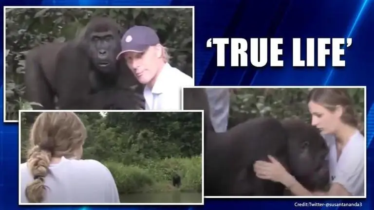 'Selfless love': Gorilla reunites with human friend after 12 years, watch Selfless love