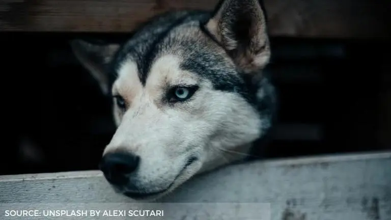 Rescued Husky's transformation after being tied up for 2 years leaves netizens in awe Husky