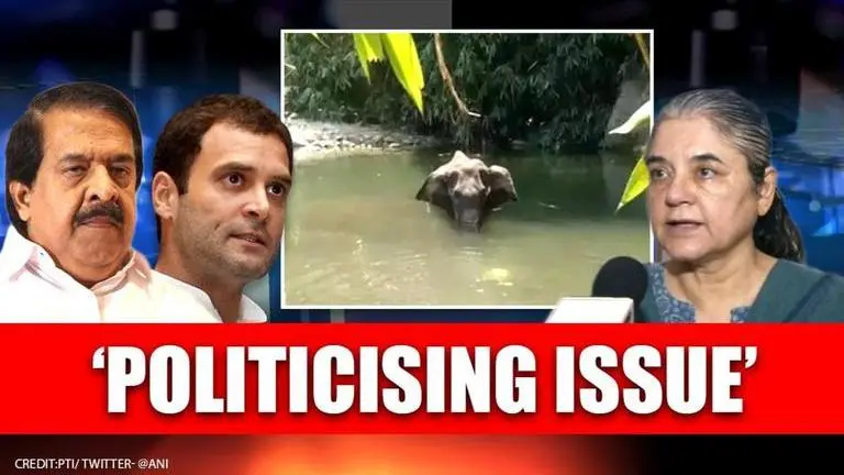 Pregnant elephant's murder in 'Palakkad, not Wayanad', Maneka must apologise: Congress elephant