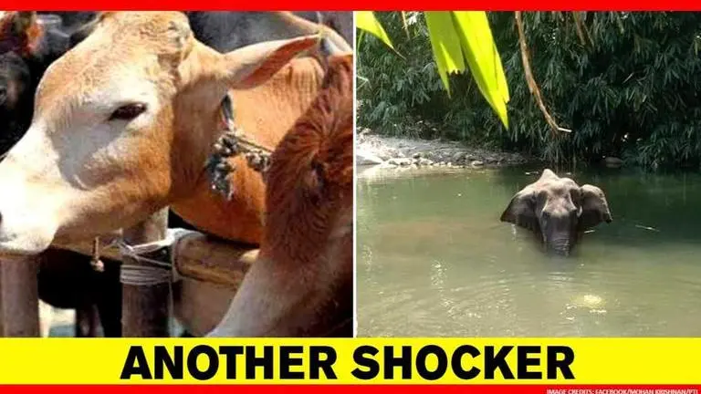 Coimbatore Cow hurt after biting man-made bomb meant for wild boars, like Kerala elephant Cow gets injured after biting man-made explosives meant for wild boars in Coimbatore