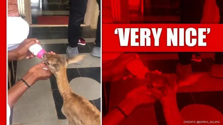 'Adorable' video of rescued blackbuck sipping milk from feeding bottle; Watch Video