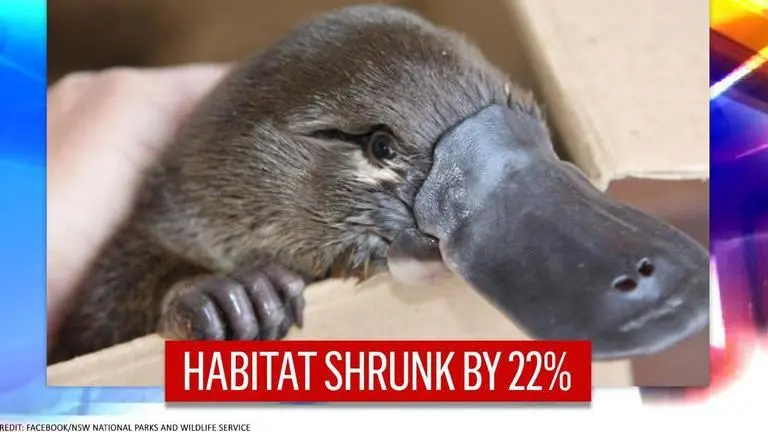 Australia's platypus habitat declines by 22 percent over 30 years: Study Australia