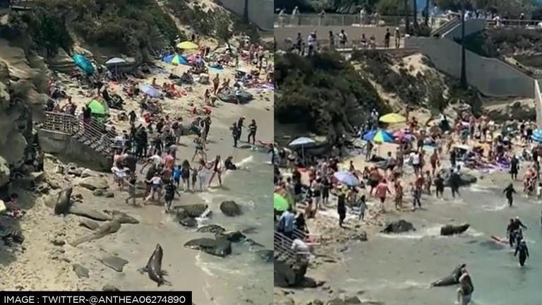 US: Viral video shows sea lions chasing away beachgoers, internet calls