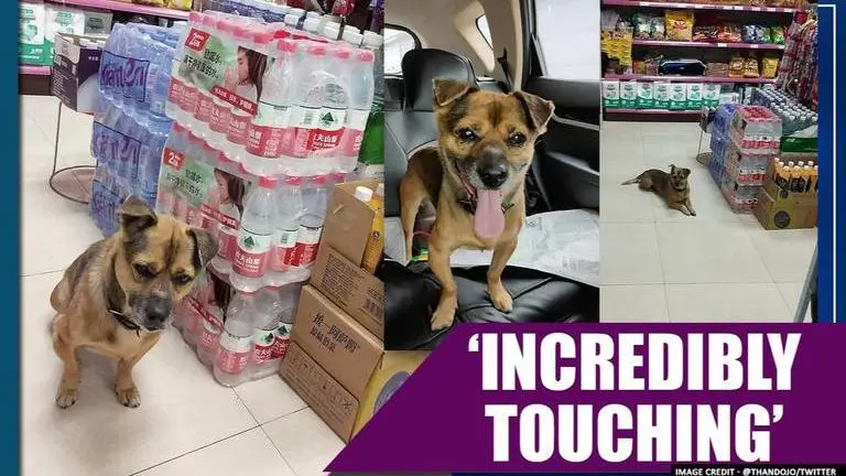 COVID-19: Loyal dog waits for three months in Wuhan hospital for deceased owner COVID-19: Loyal dog waits for three months in Wuhan hospital for deceased owner