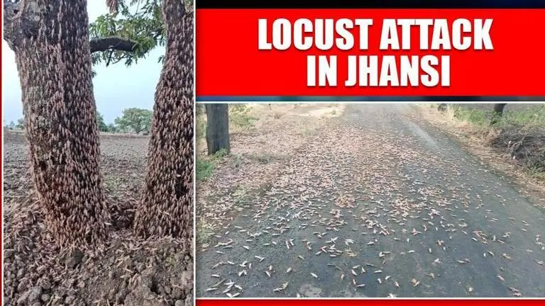 Locusts attack farmlands in UP's Jhansi after travelling from Rajasthan & Madhya Pradesh Locusts