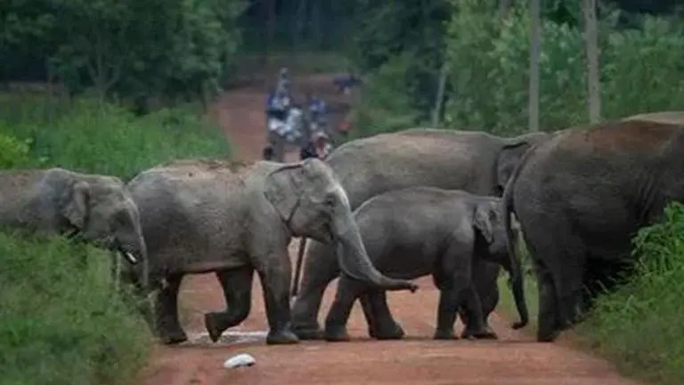 Teen trampled to death by elephants in Chhattisgarh's Jashpu