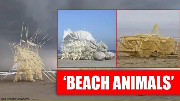 'Incredible': Netizens left spellbound with 'Beach animals' created by Dutch artist Netizens