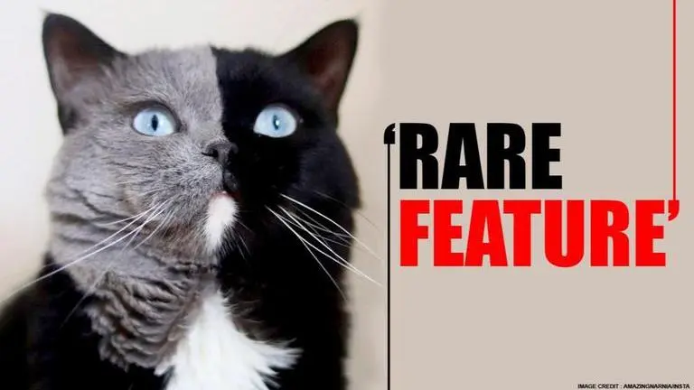 'I'm daddy again': Cat with two-tone face fathers kittens in each of its colours, see pics Cat