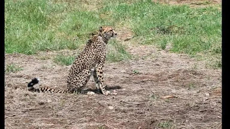 Another cheetah found dead at MP's Kuno National Park, remaining 14 'healthy' Cheetah Dhatri
